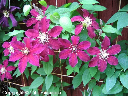 Clematis Jackmannii-ryhmä 'Niobe'